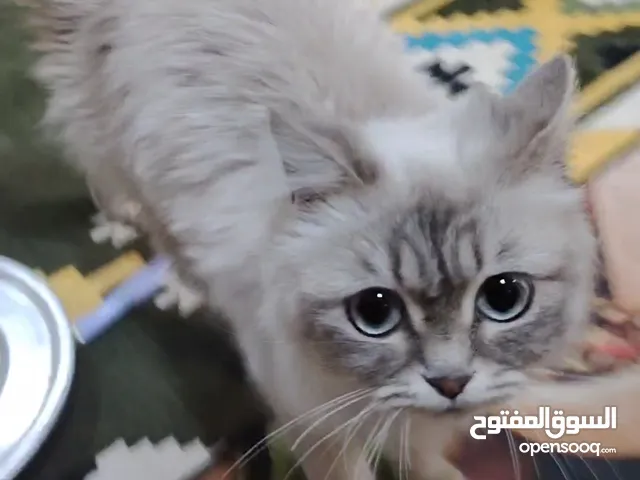 بزون شيرازي