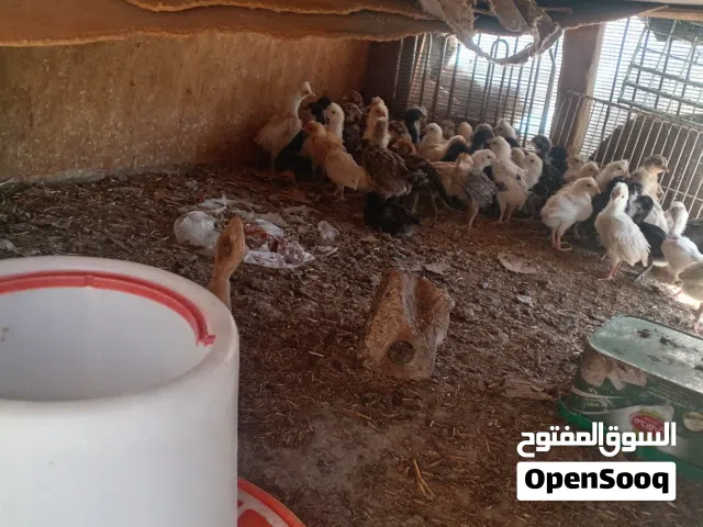 صيصان بلدي مطعمات للبيع بسعر دينار وربع للصوص