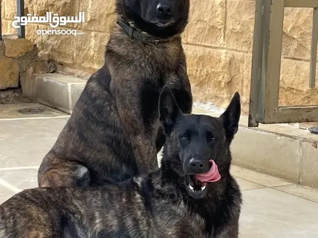 DEUTSCH MALINOIS not Belgian!