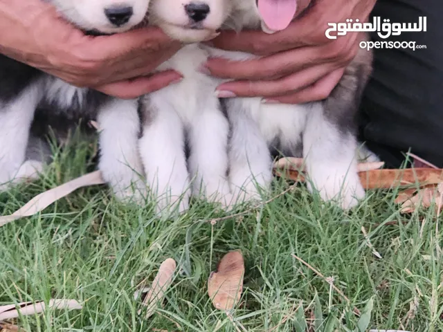 جرو كلب هاسكي سايبيري بيور مستوى قوي شعر طويل عيونهم زرق وحجمهم كبير