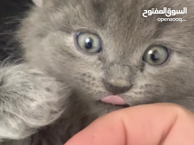 قط مكس شيرازي سكوتش فولد عمر شهرين مفطوم حديثا