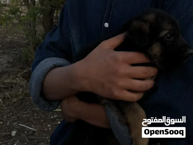 جرو جيرمن شيبرد شولاين أنثئ
