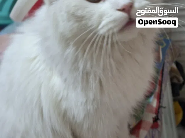 قط شيرازي ذكر للتبنى