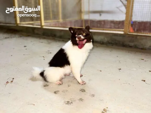 كلب بوميرينيان أصلي وأنيق للبيع بسعر مميز وقابل للتفاوض