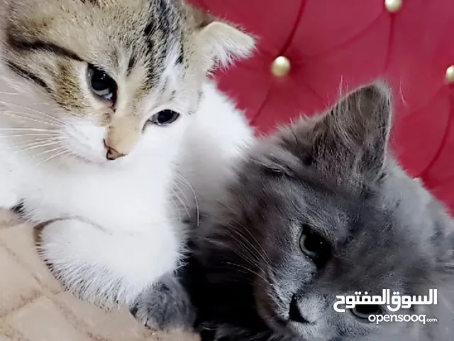 قطط عمر صغير