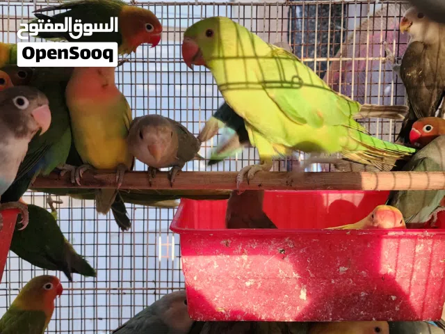 للبيع مجموعه طيور