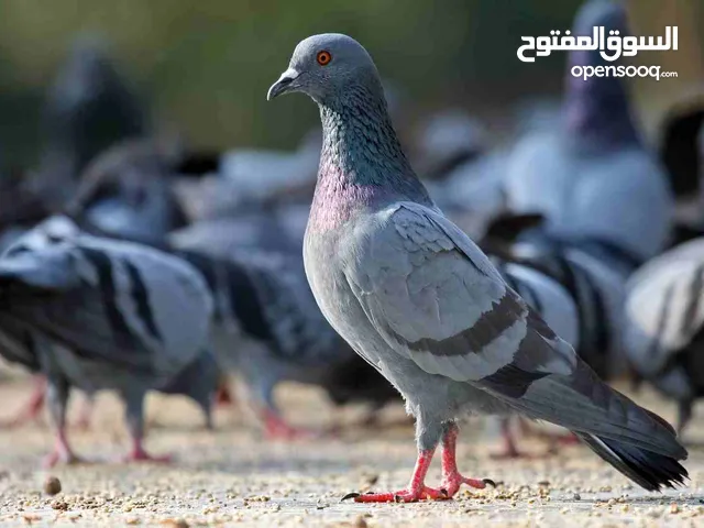 خم حمام بلدي للبيع البيع كوم كامل