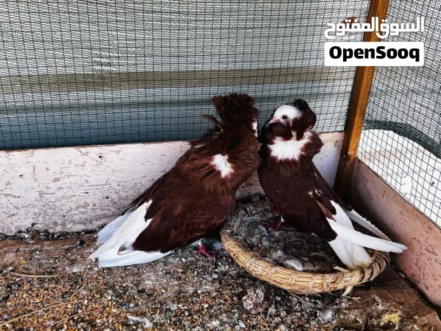 اقرا الوصف حمام للبيع