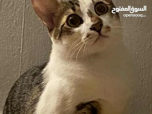قطه للتبني