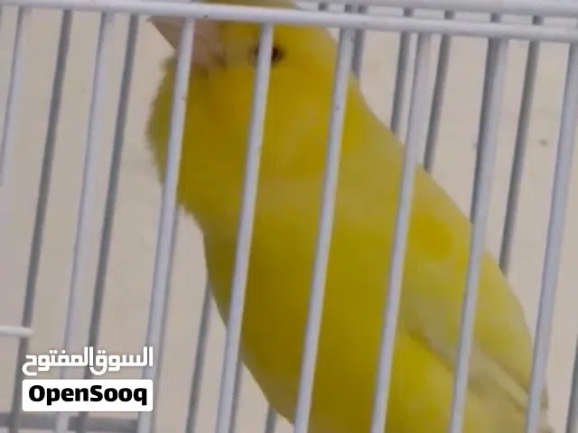 كناري وتر سلاجر صوت الماء