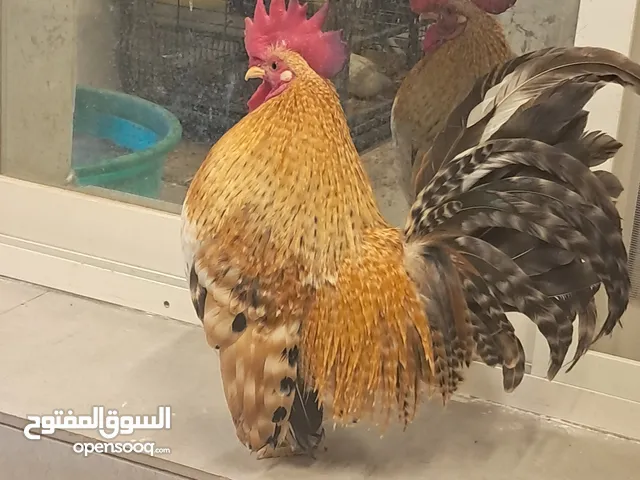 للبيع أو البدل صقر زاحف تايلندي شي صعب لون مميز وريشة نظيفة