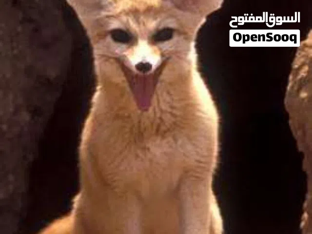 3 حصينيات جراو للبدل