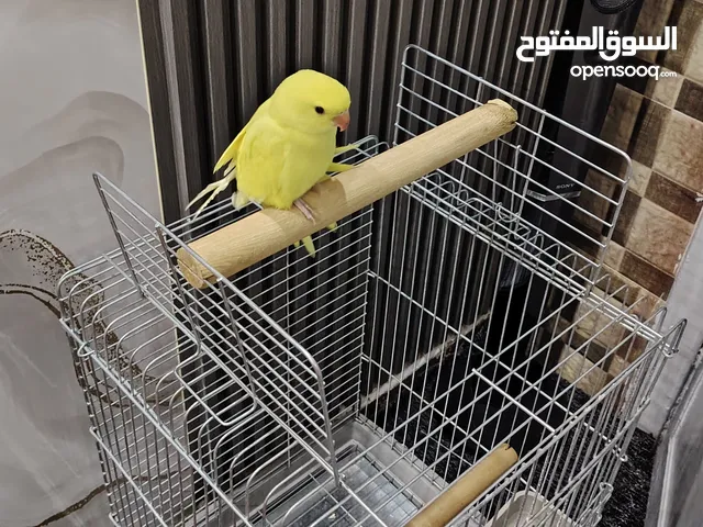 ببغاء دره لو اصفر مميز