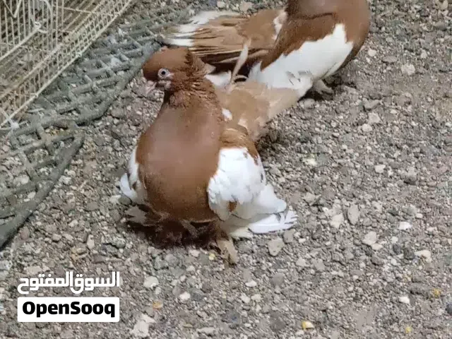 زوج فولكا للبيع . تفاصيل الطيور فالوصف تحت