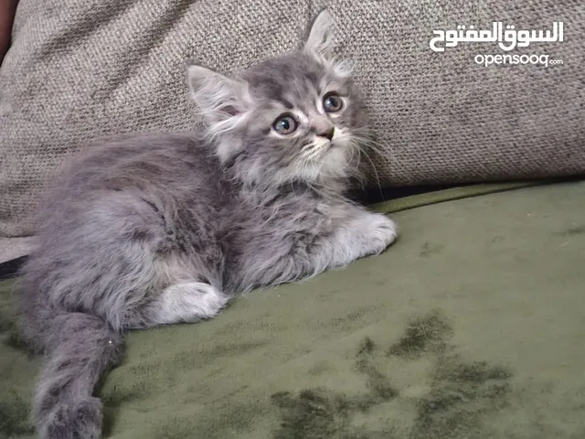 كتن شانشيلا  شعر طويل   العمر شهرين جاهزين لبيتهم الجديد
