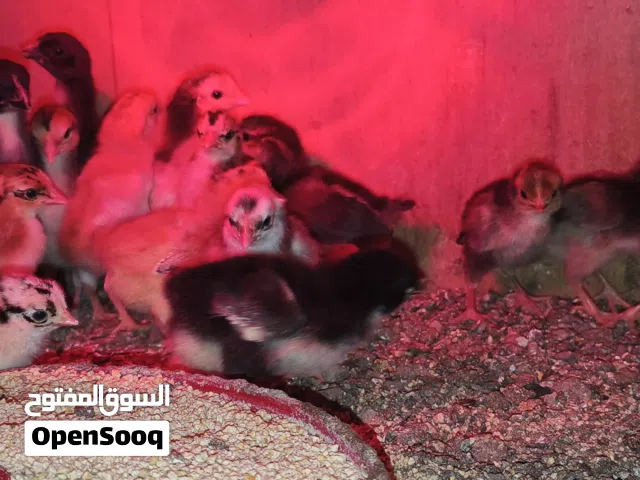 افراخ دجاج عرب