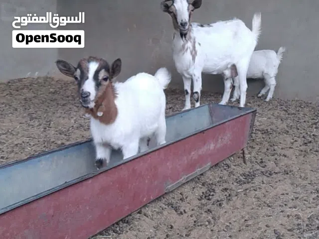 عنز كردية للبيع