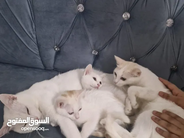 قطط للتبني