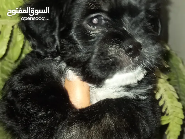انثى فرنش تيرير