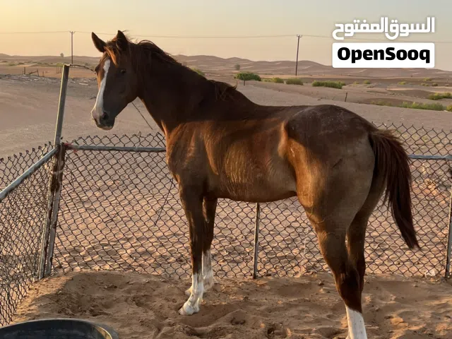 فرس للبيع الامارات