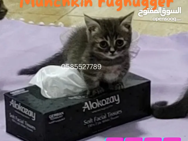 Munchkin rughugger kittens by German breeder in Dubai - read advertisement