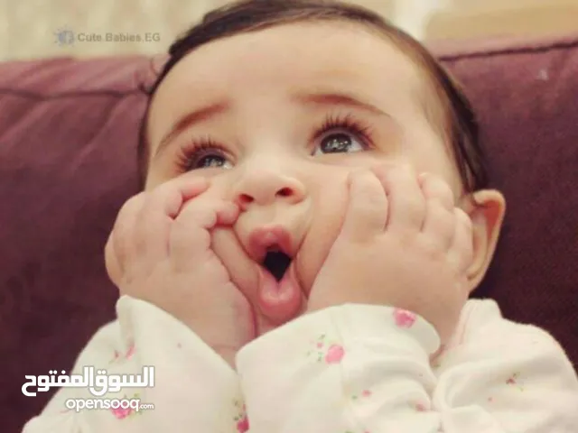 محمد الحراحشه
