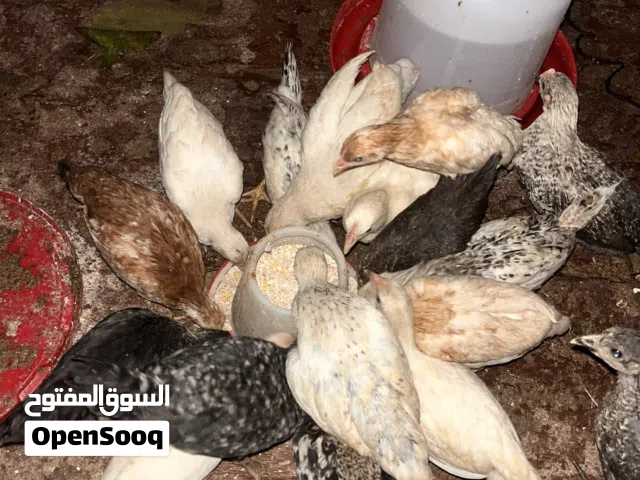 شواشيو عربية معهم سايكس ربي يبارك