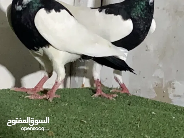 حمام للبيع