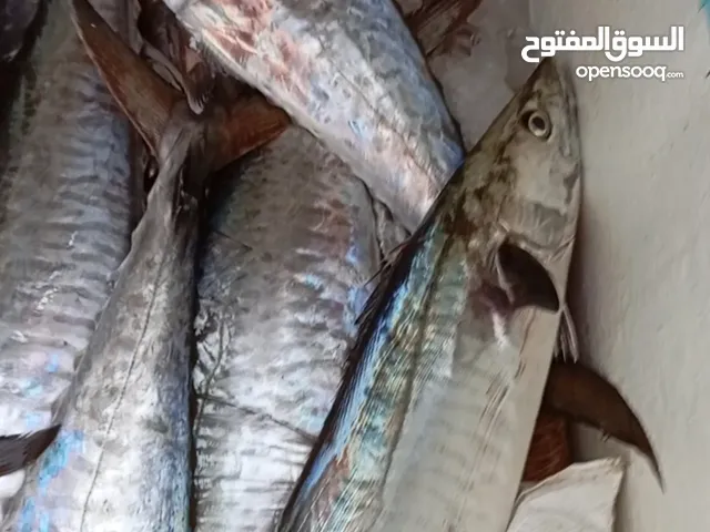 ليخ 36 و45 للبيع