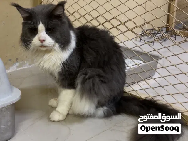 قطط مين كون للبيع maincoon for sale
