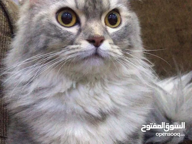 – هجين فارسي ناعم