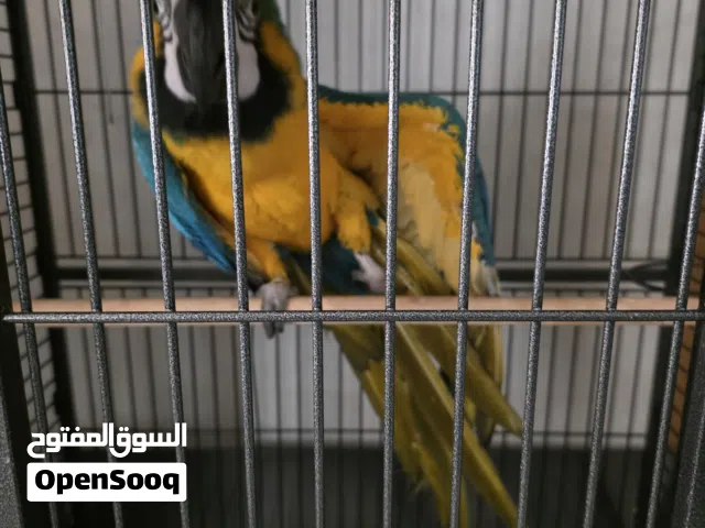 ببغاء مكاو جميل و أليف - لونه ذهبي ، ازرق ، اخضر