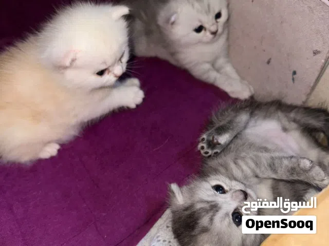 مكس امريكي و بريطاني