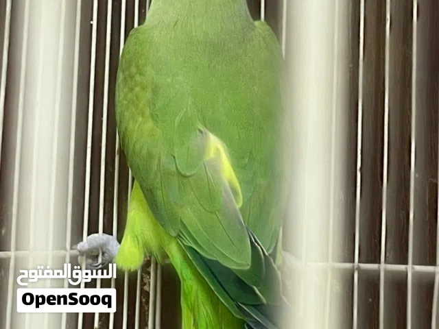 وزج بغبغاء الدره