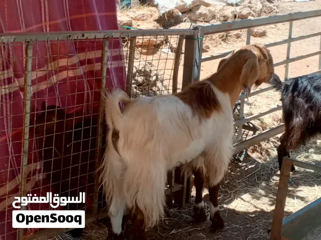 للبيع ثنيان كفالة هداد علي ردد عجمي