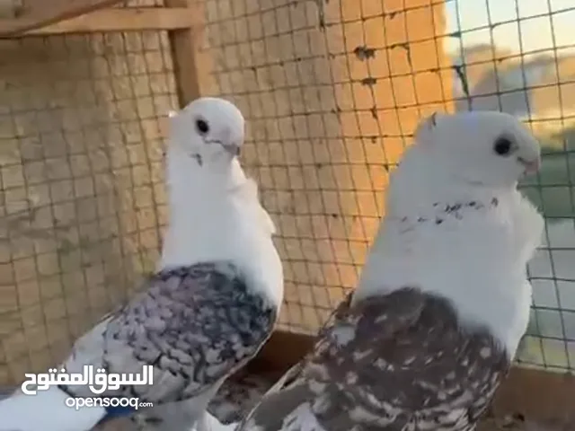 زوج ستلايت للبيع وبيهم مجال .