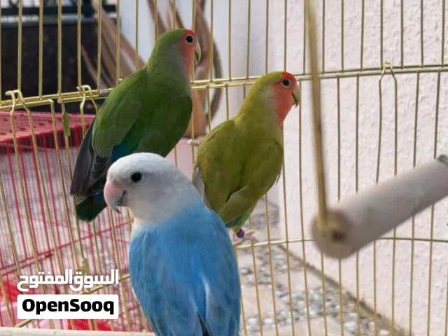 للبيع طيور روز مع القفص