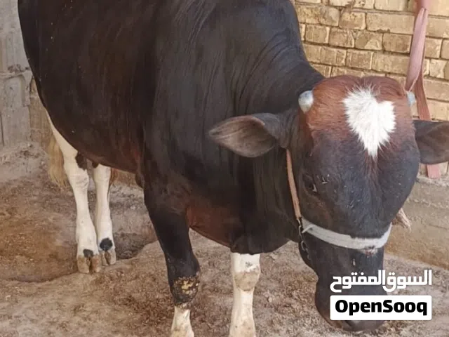 عجل للبيع مكان حي بغداد
