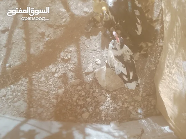 بط مع 20 صوص