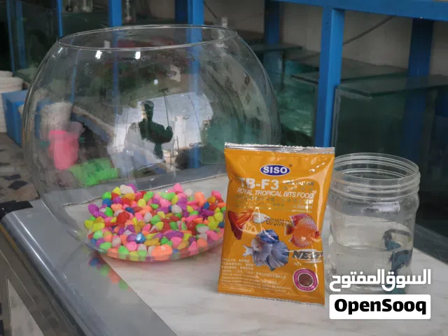دورق مع سمكه مع طعام