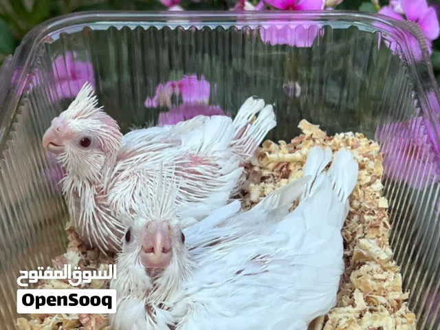 انتاج كوكتيل (ترويض)