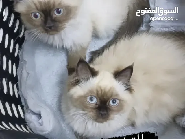 قطط هملايا للبيع