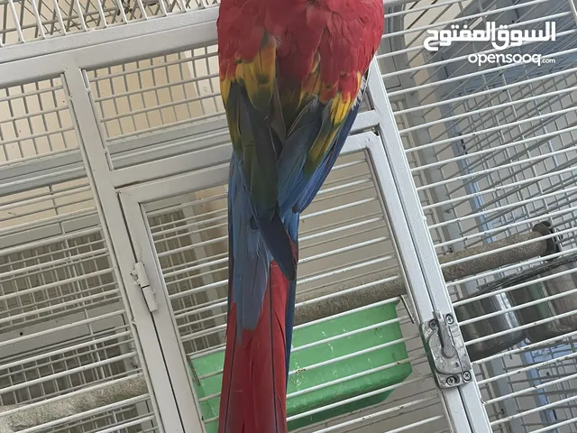 Scarlet macaw female