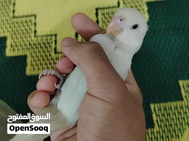 روز تركواز اليف جدا