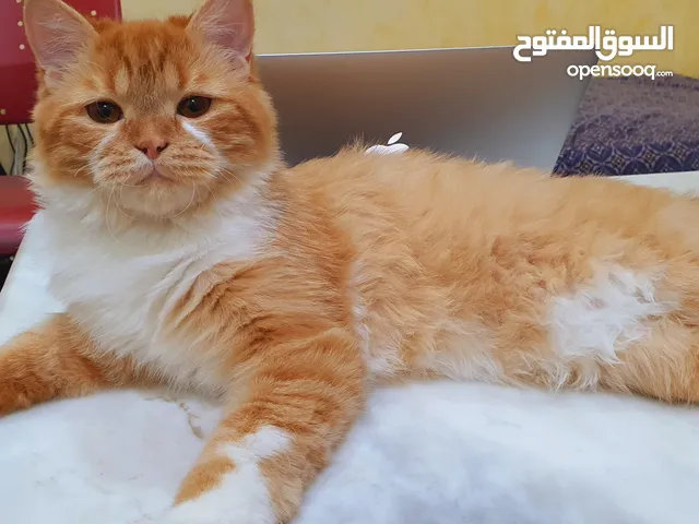 قط أنجورا تركي ذكر (10 أشهر) للبيع