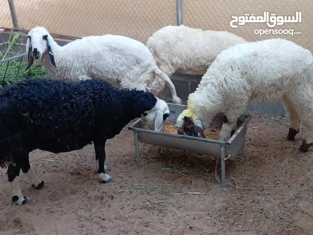 كباشه للبيع مع حملة