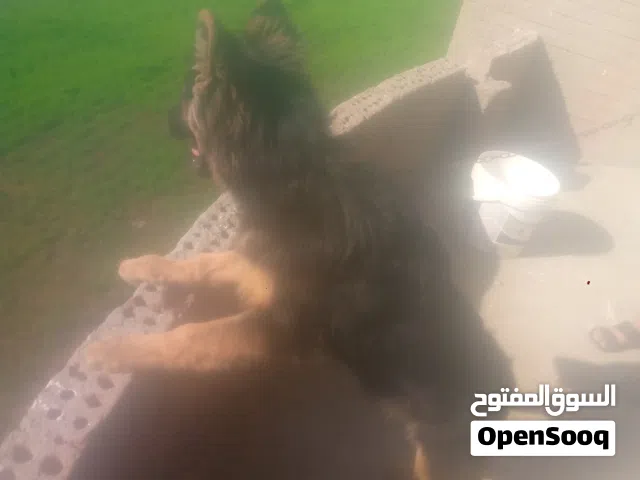 جيرمن شيبرد للبيع شو لاين