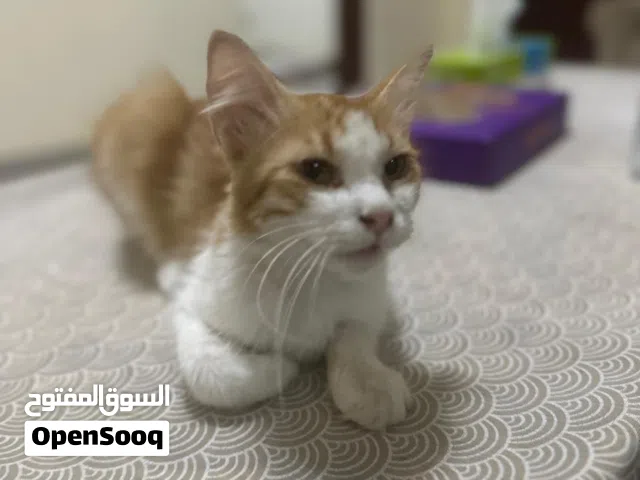 قط شيرازي ذكر عمره سنه cat 1 ago year male قط شيرازي ذكر عمره سنه شعره طويل اليف ولا يهاجم وهادى غير