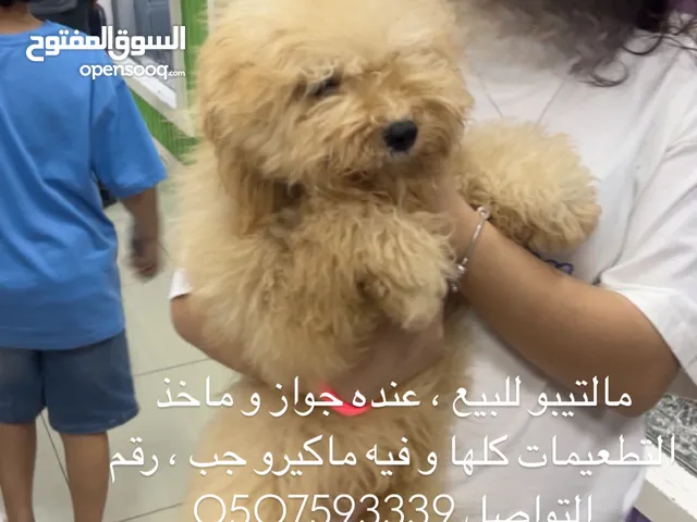 مالتيبو اليف جدا