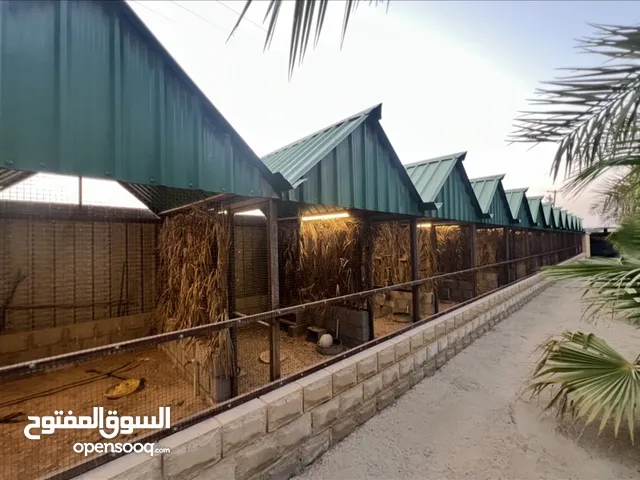 لأول مره / ما عندك مكان نوفر لك المكان والحارس احجز مكان ( شبره ) لحلالك من الدجاج والحمام